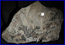 Museum quality pre dinosaur fossil plant climber vine liana like coal age fern