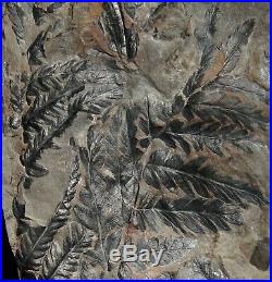 Museum quality pre dinosaur fossil plant climber vine liana like coal age fern
