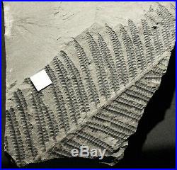 Museum quality pre dinosaur fossil plant tree fern coal Pteridophyte Pecopteris
