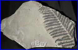 Museum quality pre dinosaur fossil plant tree fern coal Pteridophyte Pecopteris
