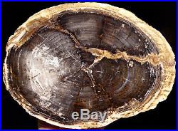 Mw Petrified Wood CONIFER -Oregon- Polished Round Slab