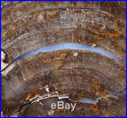 Mw Petrified Wood CONIFER -Oregon- Polished Round Slab