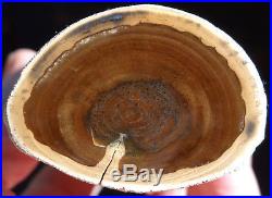 Mw Petrified Wood DIFFUSE POROUS -McDermitt, Oregon- Polished Limb Specimen 2