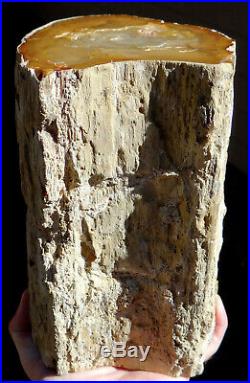 Mw Petrified Wood HARDWOOD LOG -Hoodoo Basin, Oregon-