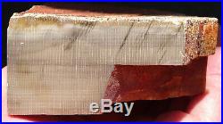 Mw Petrified Wood SYCAMORE -Badger Pocket, Washington- Polished Specimen 1.9lbs
