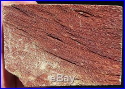 Mw Petrified Wood SYCAMORE -Badger Pocket, Washington- Polished Specimen 1.9lbs