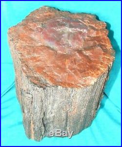 Natural Arizona Rainbow Petrified Wood Fossil Rough Log Lapidary Slab- 32 Lbs