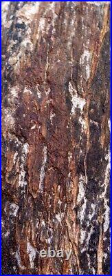 Natural Dense Petrified Log with Swirling Pattern 5+lb