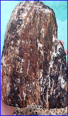 Natural Dense Petrified Log with Swirling Pattern 5+lb