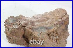 Natural Fossil Petrified Wood Rough Slab 20 Lbs