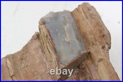 Natural Fossil Petrified Wood Rough Slab 20 Lbs