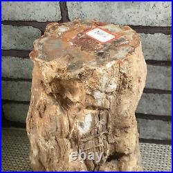 Natural Petrified Wood Crystal Polished Slice Madagascar 3490g