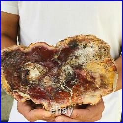 Natural Petrified Wood Fossil Crystal Polished Slice Madagascar 988g