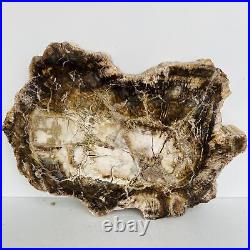 Natural Petrified Wood Fossil Fossilized tree Schistose Specimen Reiki 3.423LB