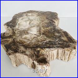 Natural Petrified Wood Fossil Fossilized tree Schistose Specimen Reiki 3.423LB