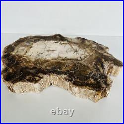 Natural Petrified Wood Fossil Fossilized tree Schistose Specimen Reiki 3.423LB