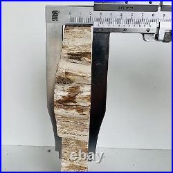 Natural Petrified Wood Fossil Fossilized tree Schistose Specimen Reiki 3.423LB