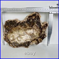 Natural Petrified Wood Fossil Fossilized tree Schistose Specimen Reiki 3.423LB