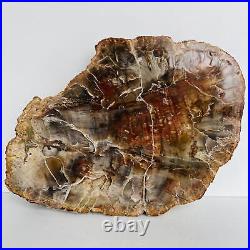 Natural Petrified Wood Fossil Fossilized tree Schistose Specimen Reiki 3.534LB