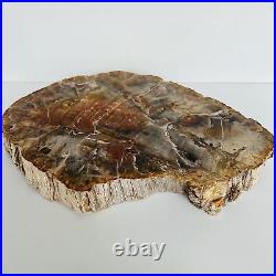 Natural Petrified Wood Fossil Fossilized tree Schistose Specimen Reiki 3.534LB