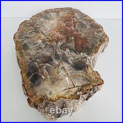 Natural Petrified Wood Fossil Fossilized tree Schistose Specimen Reiki 3.534LB