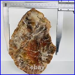 Natural Petrified Wood Fossil Fossilized tree Schistose Specimen Reiki 3.534LB