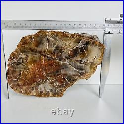 Natural Petrified Wood Fossil Fossilized tree Schistose Specimen Reiki 3.534LB