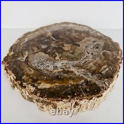 Natural Petrified Wood Fossil Fossilized tree Schistose Specimen Reiki 3.935LB