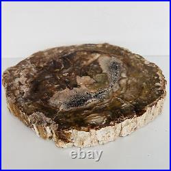 Natural Petrified Wood Fossil Fossilized tree Schistose Specimen Reiki 3.935LB