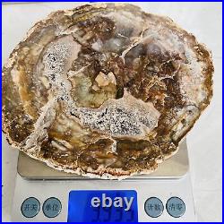 Natural Petrified Wood Fossil Fossilized tree Schistose Specimen Reiki 3.935LB