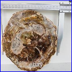 Natural Petrified Wood Fossil Fossilized tree Schistose Specimen Reiki 3.935LB