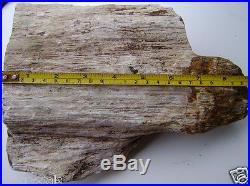 Natural Petrified Wood Fossil Stump rare, rough, Slab, Cab, Gem, Lapidary 8.38 lbs