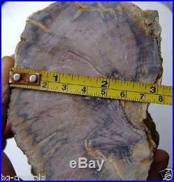 Natural Petrified Wood Fossil Stump rare, rough, Slab, Cab, Gem, Lapidary 8.38 lbs