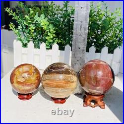 Natural Polished Petrified Wood Fossil Quartz Crystal Sphere Ball Healing 1100g