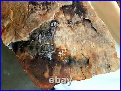 Natural Rainbow Arizona Petrified Wood Fossil Large Rough Slab 9lb 3.6oz