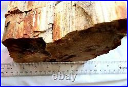 Natural Rainbow Arizona Petrified Wood Fossil Large Rough Slab 9lb 3.6oz