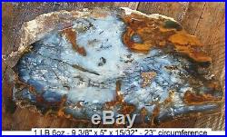 Nevada Hubbard Basin Agatized Blue Petrified Wood Full Round Slab Gorgeous