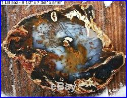 Nevada Hubbard Basin Agatized Petrified Wood Full Round Slab Gorgeous