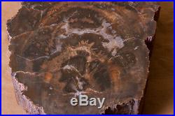New Mexico Petrified Wood Slab Polished LARGE! 9lbs SALE