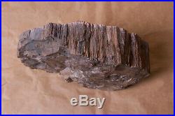 New Mexico Petrified Wood Slab Polished LARGE! 9lbs SALE