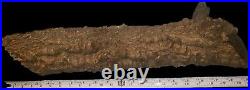 Nice Decoration, Hollow Bark Of A Tree + Branch Fossilised Wood 5 pieces