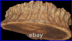 Nice Decoration, Hollow Bark Of A Tree + Branch Fossilised Wood 5 pieces