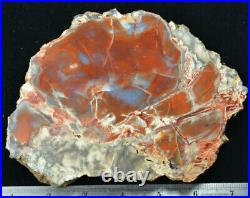 Notom Petrified Wood Polished Morrison Formation Utah Ex Hatch Collection