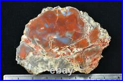 Notom Petrified Wood Polished Morrison Formation Utah Ex Hatch Collection