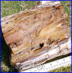 OPALIZED Rare! Museum Quality! Petrified Wood agatized amber geode 38lb