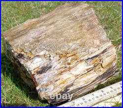 OPALIZED Rare! Museum Quality! Petrified Wood agatized amber geode 38lb