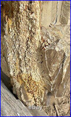 OUTSTANDING 40 Lb27 Towering TX Fossil Wood Log -Druzy/Pocket Rot/Agate Fills