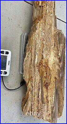OUTSTANDING 40 Lb27 Towering TX Fossil Wood Log -Druzy/Pocket Rot/Agate Fills