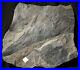 Oldest_know_Ginkgo_fossil_plant_Carboniferous_ginkgophyte_big_fossil_leaf_plate_01_bfyf