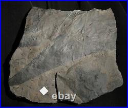 Oldest know Ginkgo fossil plant Carboniferous ginkgophyte big fossil leaf plate